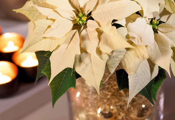 Un centro con cabello de ángel: Paso 3