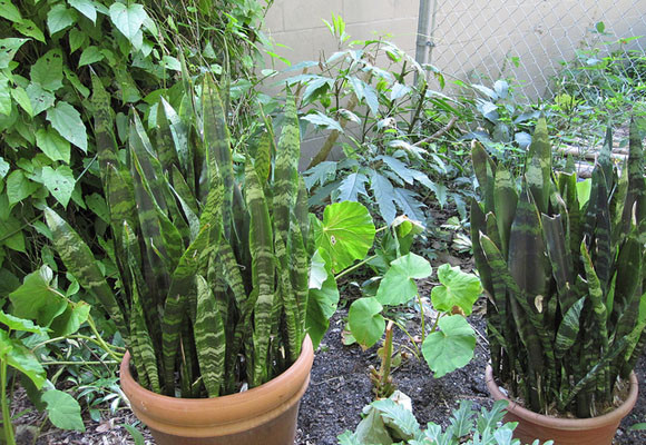 El jardín de invierno