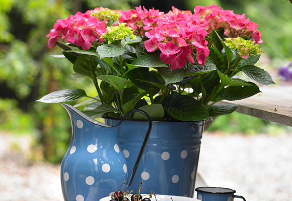 Flores y más flores 14 Ansia de vivir el exterior