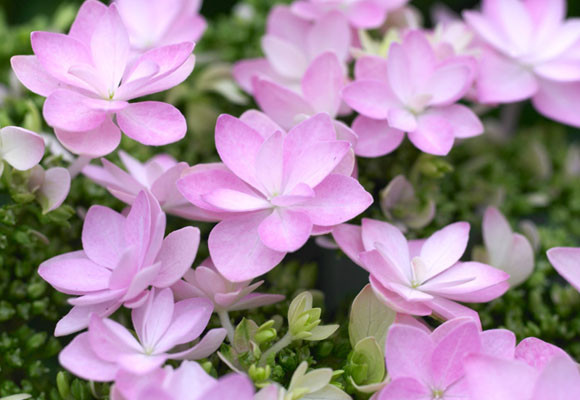 Flores y más flores 13 Flores de primavera