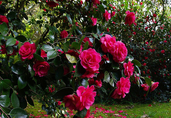 Cuidados del jardín en primavera