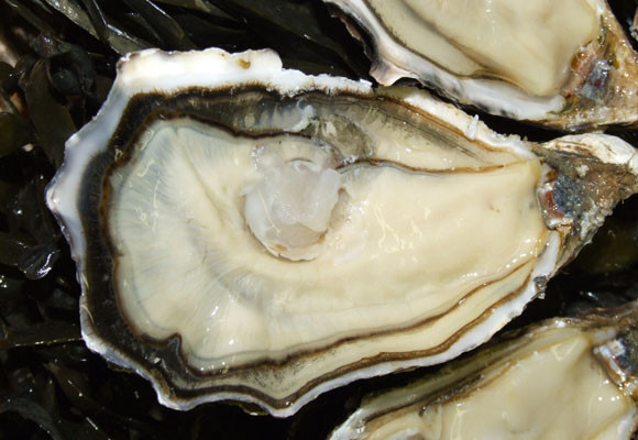 Caprichos de primavera 8 Ostras Sorlut