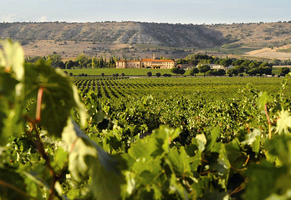 L´Domaine. Abadia Retuerta 25 Viñedos