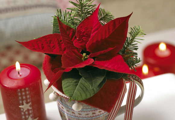 La flor de pascua: comprarla, cuidarla y conservarla 11 La flor de pascua