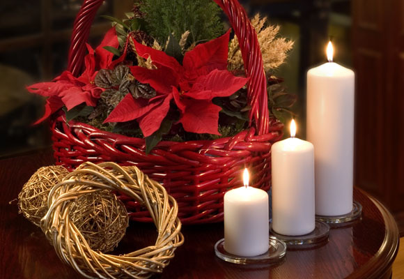 La flor de pascua: comprarla, cuidarla y conservarla 12 La flor de pascua