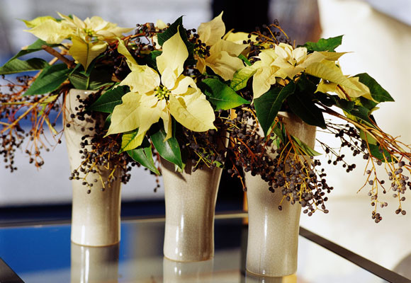 La flor de pascua: comprarla, cuidarla y conservarla 13 La flor de pascua