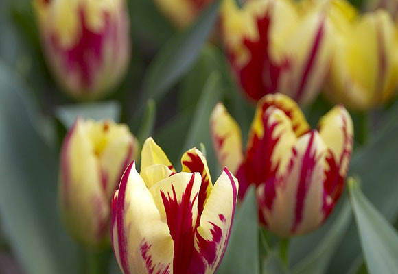 Cómo cultivar bulbos 8 Cultivar bulbos