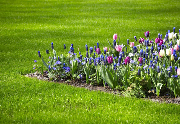 Cómo cultivar bulbos 9 Cultivar bulbos