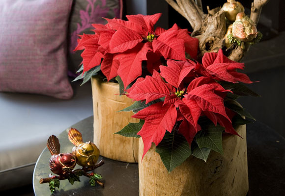 La flor de pascua: comprarla, cuidarla y conservarla 8 La flor de pascua