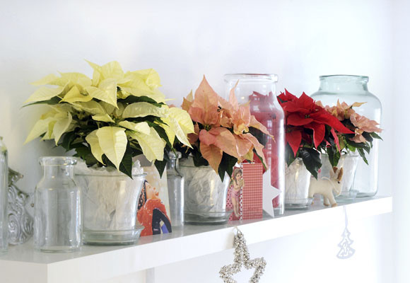 La flor de pascua: comprarla, cuidarla y conservarla 9 La flor de pascua