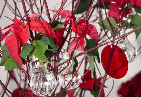 Se acabó la Navidad 16 La flor de pascua; comprarla, cuidarla y conservarla