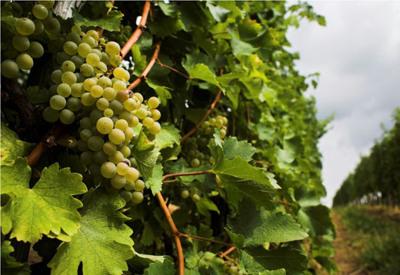 Cursos de vino 8 Cursos de vino