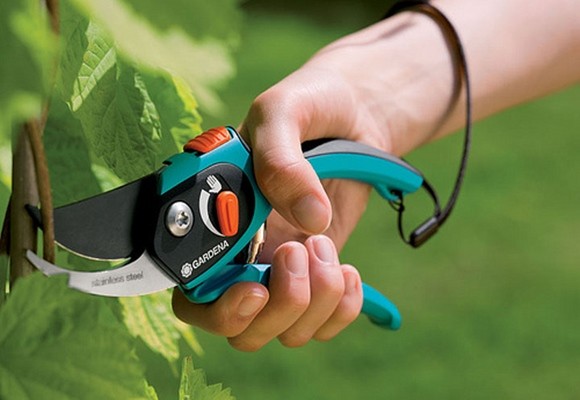 Cuidados fin de invierno para tus plantas 7 Cuidados fin de invierno para tus plantas