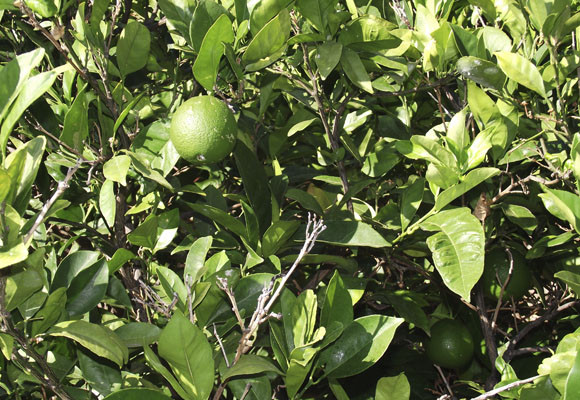 Gran Canaria Natural 9 gran_canaria_natural_4.jpg