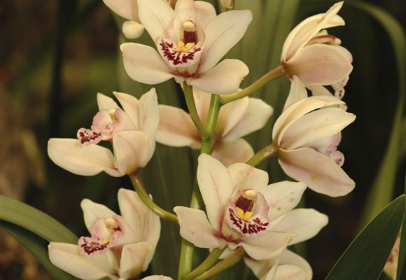 ¿Sabes cuidar las plantas en verano?