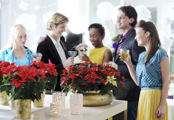 La poinsettia y otras tradiciones navideñas