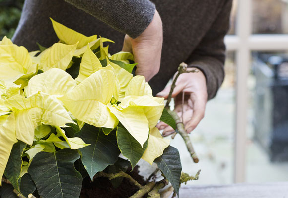 Un toque rústico en tu mesa 10 Un toque rústico en tu mesa