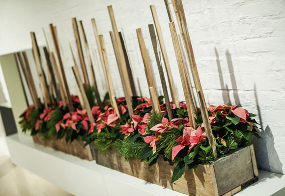 Ponsettias para todos los estilos 8 Ponsettias para todos los estilos