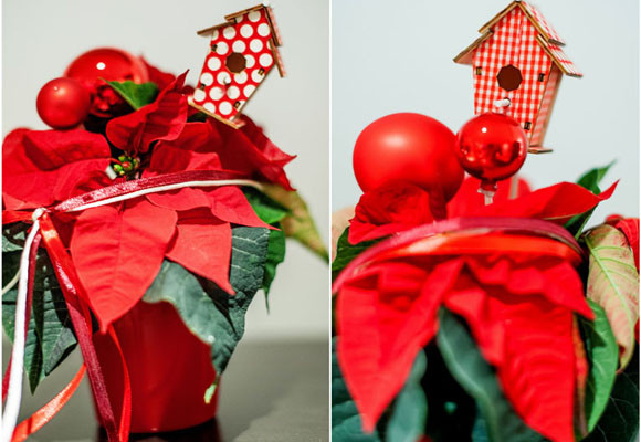 Ponsettias para todos los estilos 10 Ponsettias para todos los estilos