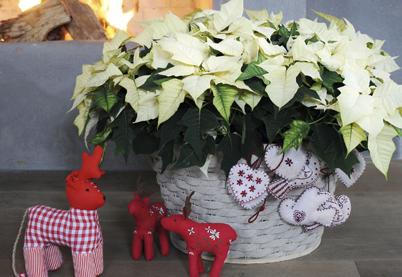 Costumbres europeas en Adviento y Navidad 20 Costumbres europeas en Adviento y Navidad