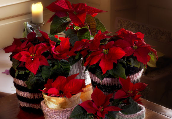 Costumbres europeas en Adviento y Navidad 21 Costumbres europeas en Adviento y Navidad