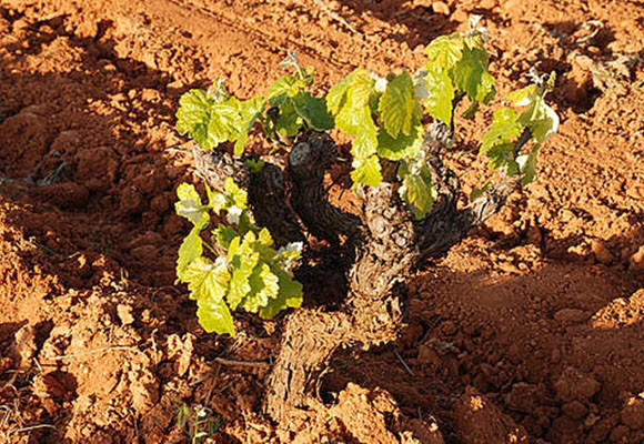 Imagen Vino ecolÃ³gico: en quÃ© se diferencia del tradici