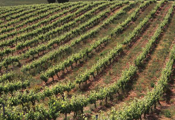 Imagen Vino ecolÃ³gico: en quÃ© se diferencia del tradici