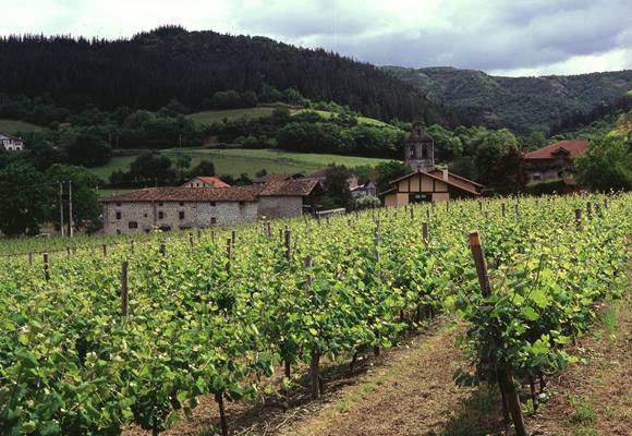 Imagen Vino ecolÃ³gico: en quÃ© se diferencia del tradici