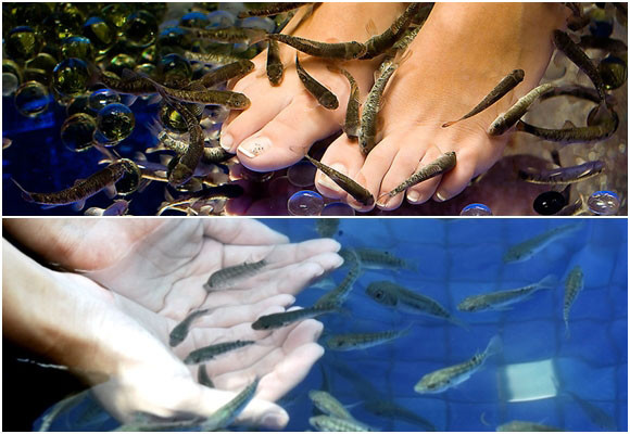 Imagen Pedicuras con peces: los riesgos que debes con