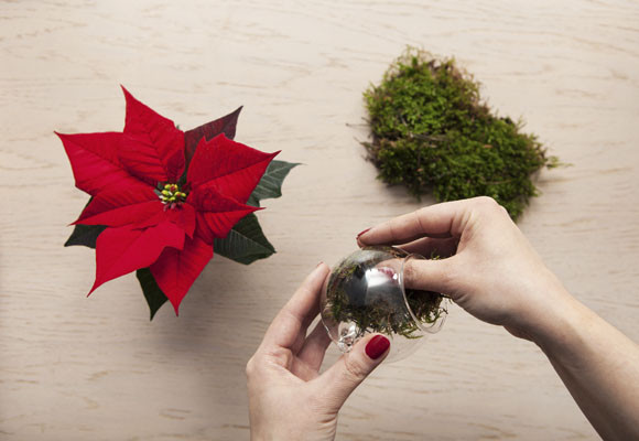 Ponsettias en el árbol de Navidad 7 Ponsettias en el árbol de Navidad