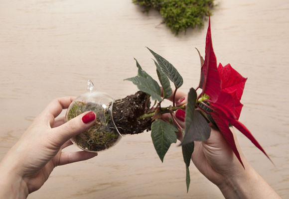 Ponsettias en el árbol de Navidad 8 Ponsettias en el árbol de Navidad