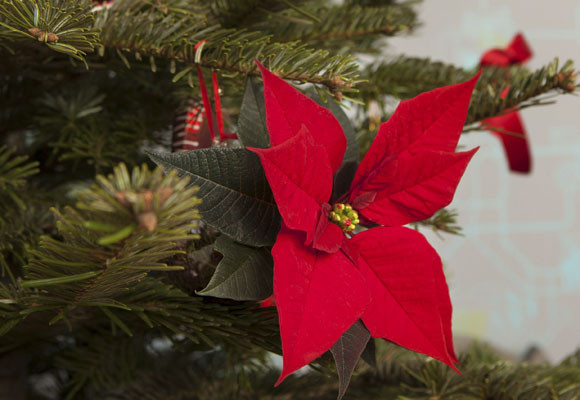 Ponsettias en el árbol de Navidad 6 Ponsettias en el árbol de Navidad