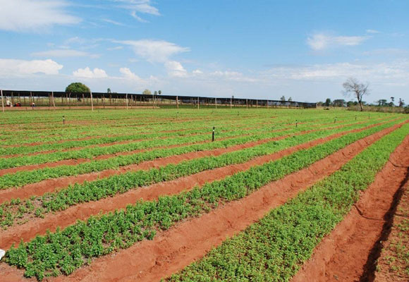 Imagen Estevia, el endulcorante natural sin calorÃ­as e inofe