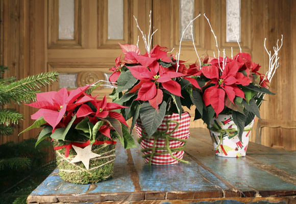 ¡Feliz día de la ponsettia! 7 ¡Feliz día de la ponsettia!