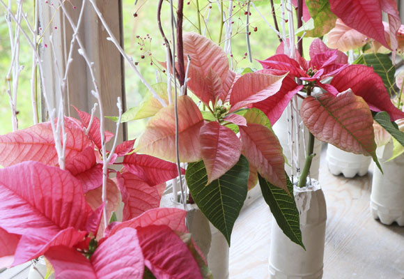 ¡Feliz día de la ponsettia! 8 ¡Feliz día de la ponsettia!