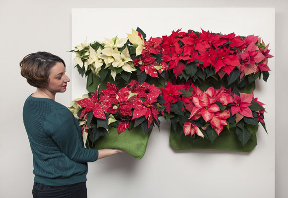 Un jardín vertical con Poinsettias