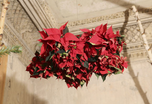 ¡Feliz día de la ponsettia! 11 ¡Feliz día de la ponsettia!