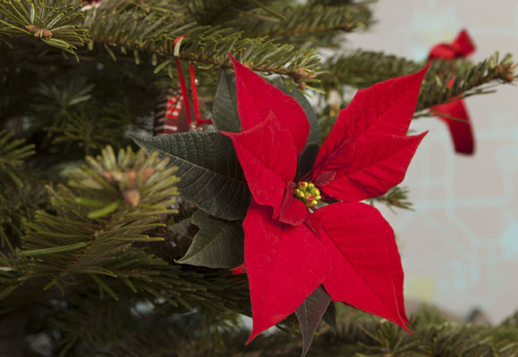 Así fue la Navidad 12 Ponsettias en el árbol de Navidad