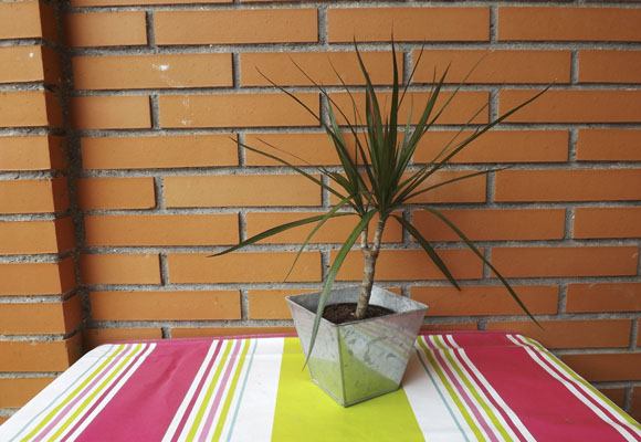 Las 5 plantas de interior más fáciles de cuidar