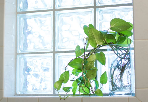 Las 5 plantas de interior más fáciles de cuidar