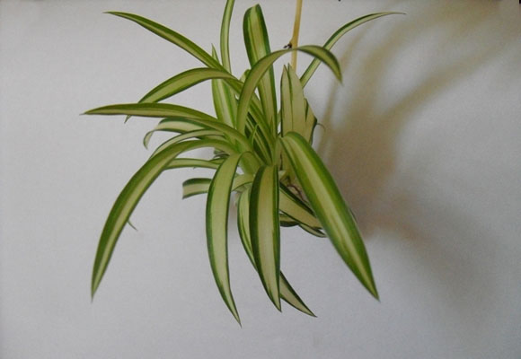 Las 5 plantas de interior más fáciles de cuidar