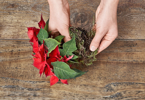 Decora tus sillas con mini-ponsettias 7 Decora tus sillas con mini-ponsettias