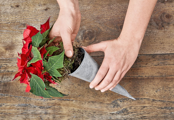 Decora tus sillas con mini-ponsettias 8 Decora tus sillas con mini-ponsettias