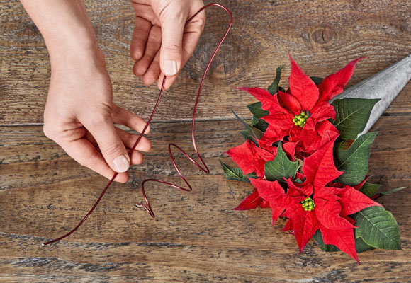 Decora tus sillas con mini-ponsettias 9 Decora tus sillas con mini-ponsettias