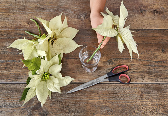 Un centro de Navidad con botellas y ponsettias 9 Un centro de Navidad con botellas y ponsettias