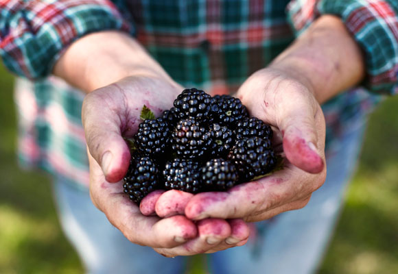 Mermelada de moras 6 Mermelada de moras