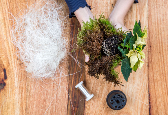 Un abeto escandinavo con ponsettias