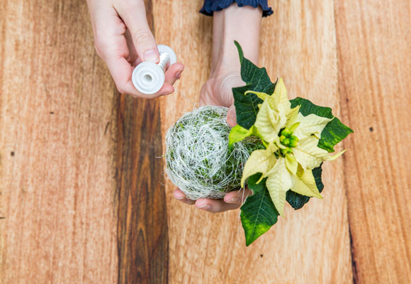 Un abeto escandinavo con ponsettias