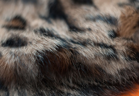 Funky Studio, un showroom de pieles