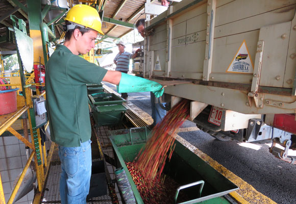 El café de Costa Rica 7 El café de Costa Rica